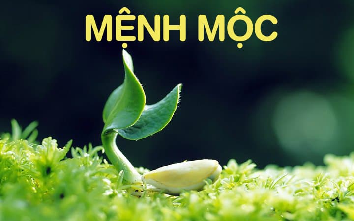 Người mệnh Mộc