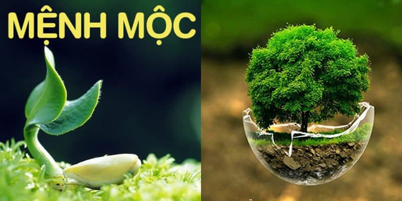 Tính cách người mệnh Mộc